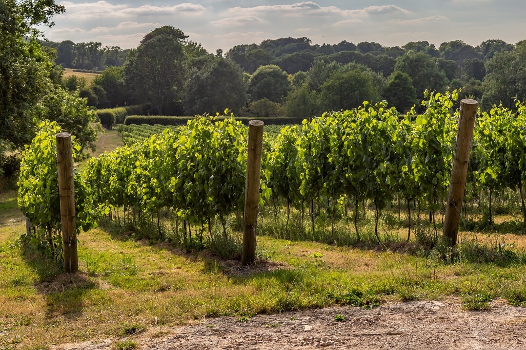English Wine – Is it a contender?