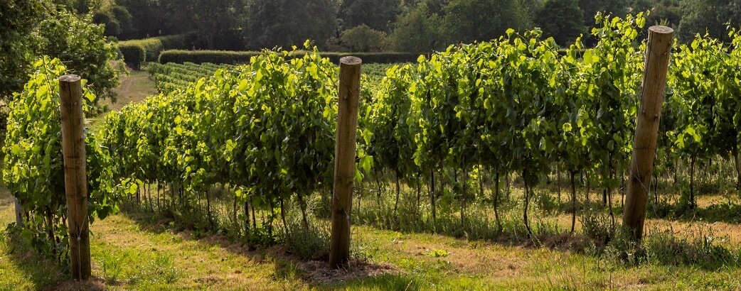 English Wine – Is it a contender?