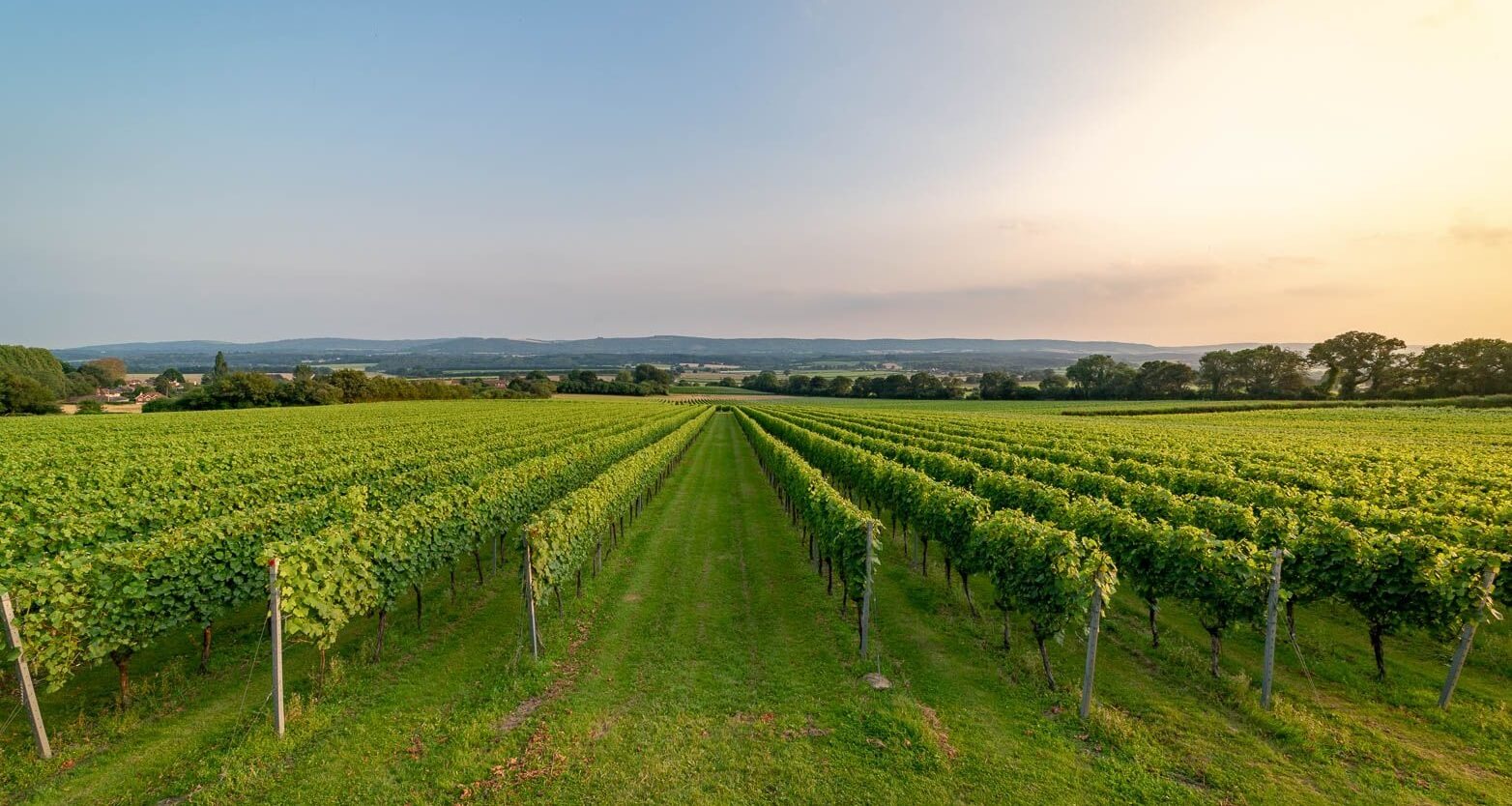 English Wine: I’m now officially converted